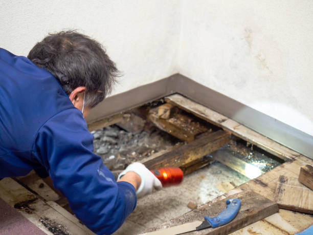 Best Mold Removal and Inspection  in Mission, TX