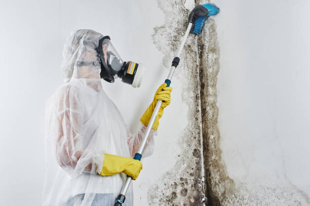 Best Mold Remediation Experts  in Mission, TX