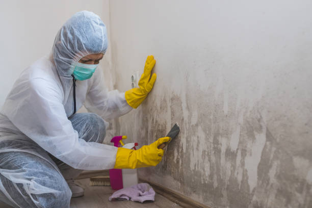 Best Fast Mold Removal  in Mission, TX