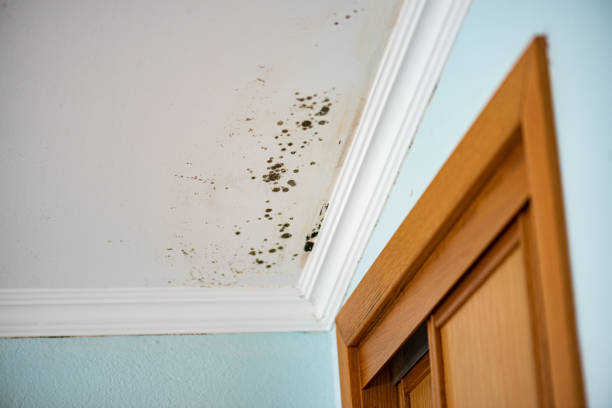 Best Best Mold Removal Companies  in Mission, TX