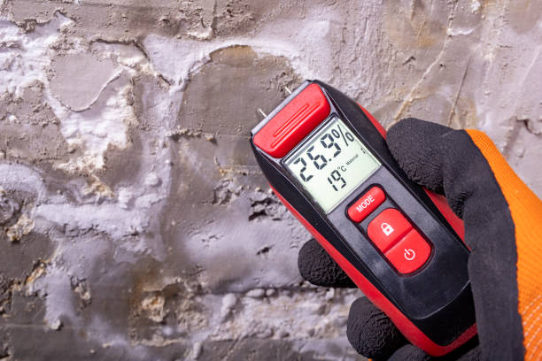 Best Same-Day Mold Removal  in Mission, TX