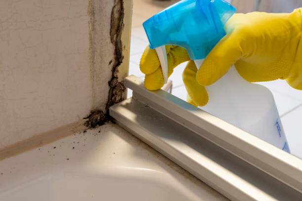 Best Attic Mold Removal  in Mission, TX