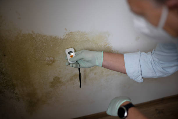 Best Mold Testing  in Mission, TX