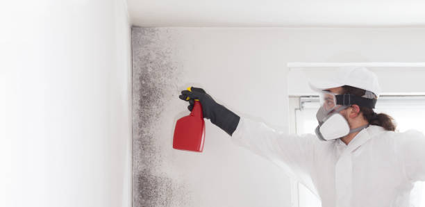Best Fast Mold Removal  in Mission, TX