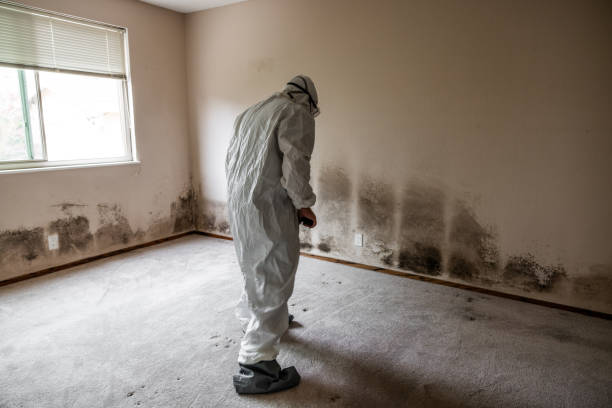 Best Home Mold Removal  in Mission, TX