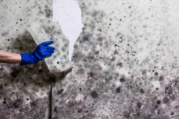 Best Office Mold Removal Services  in Mission, TX