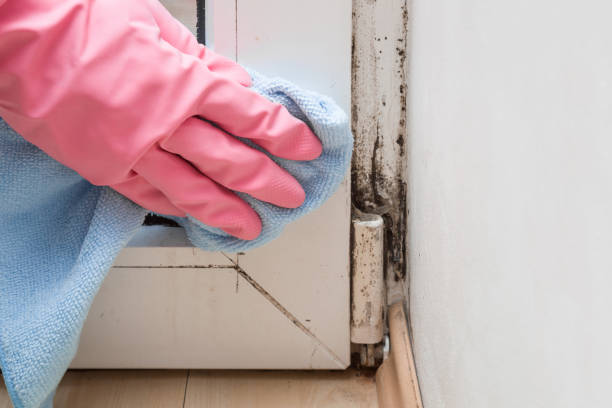 Best Local Mold Removal Service  in Mission, TX