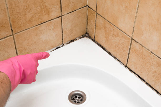 Professional Mold Removal in Mission, TX